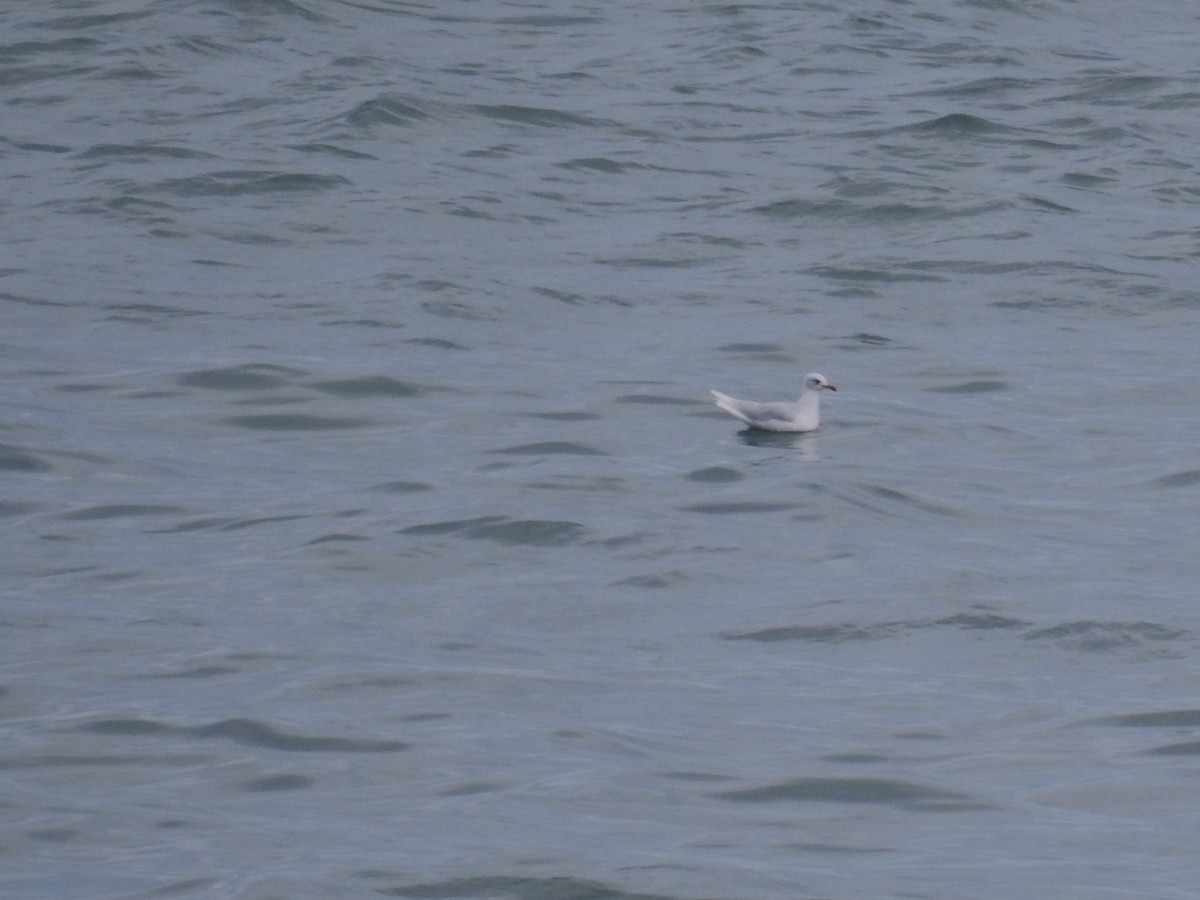 Mediterranean Gull - ML644807930