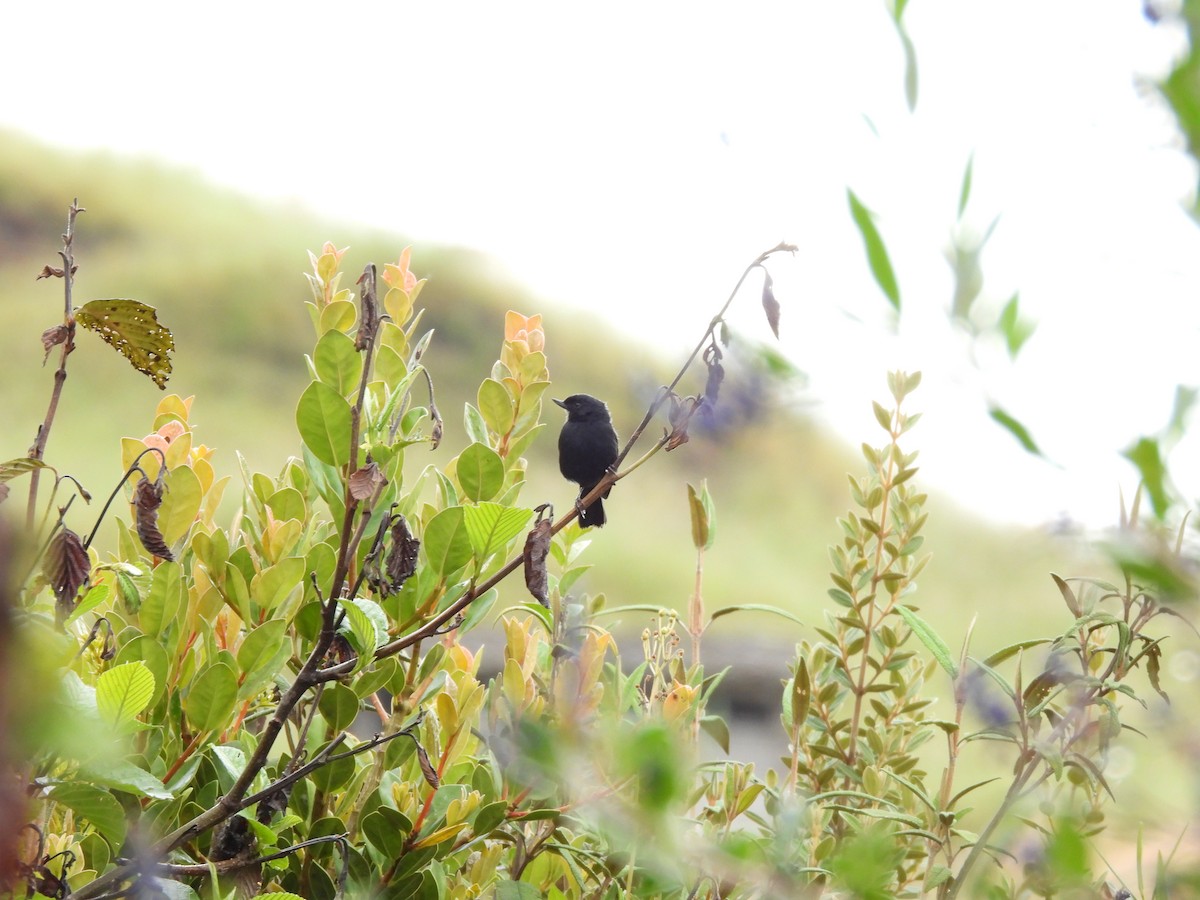 Black Flowerpiercer - ML644807931