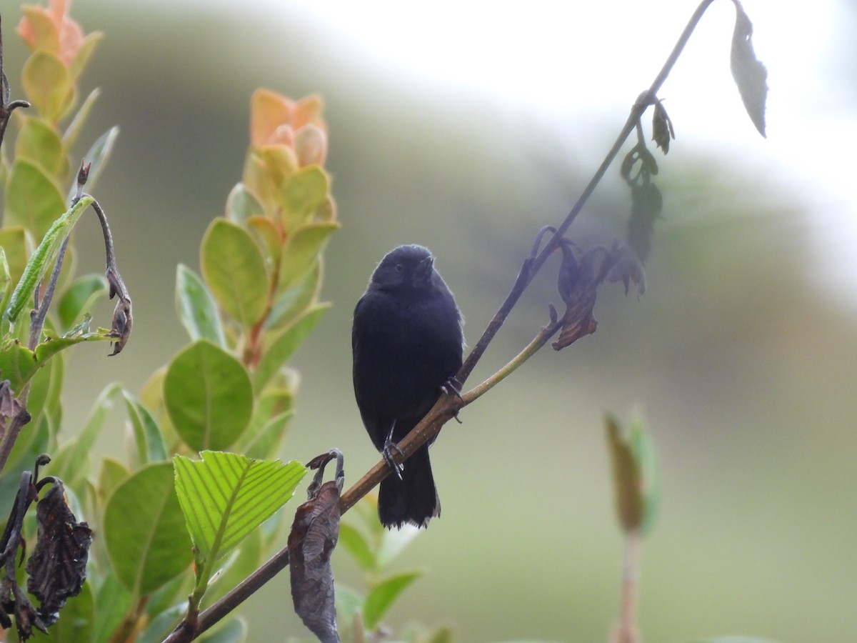 Black Flowerpiercer - ML644807932