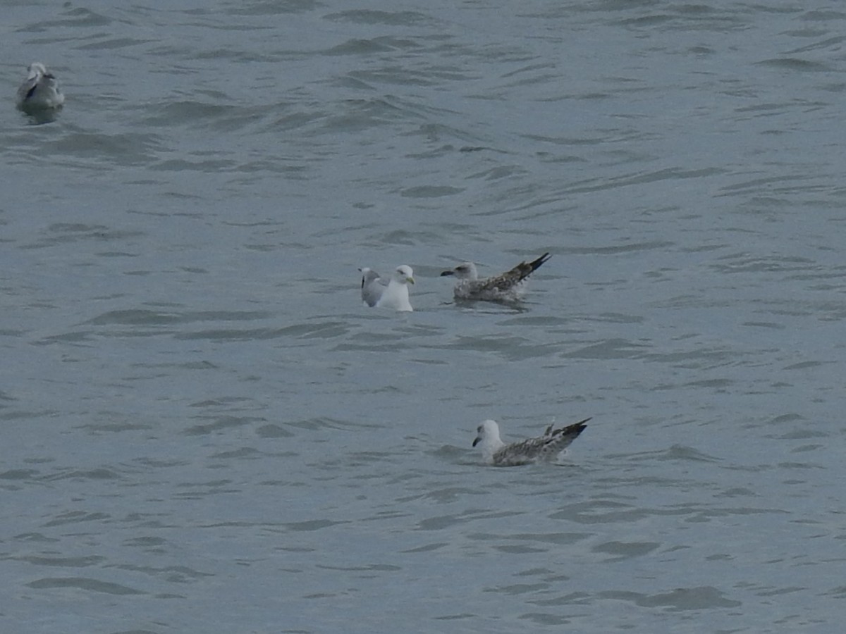 Common Gull - ML644807937