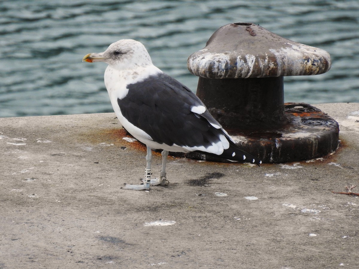 Kelp Gull - ML644807939