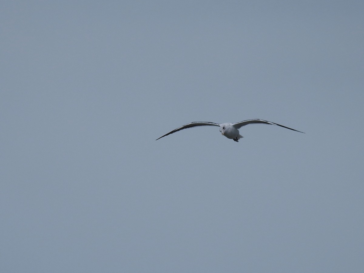 Kelp Gull - ML644807940