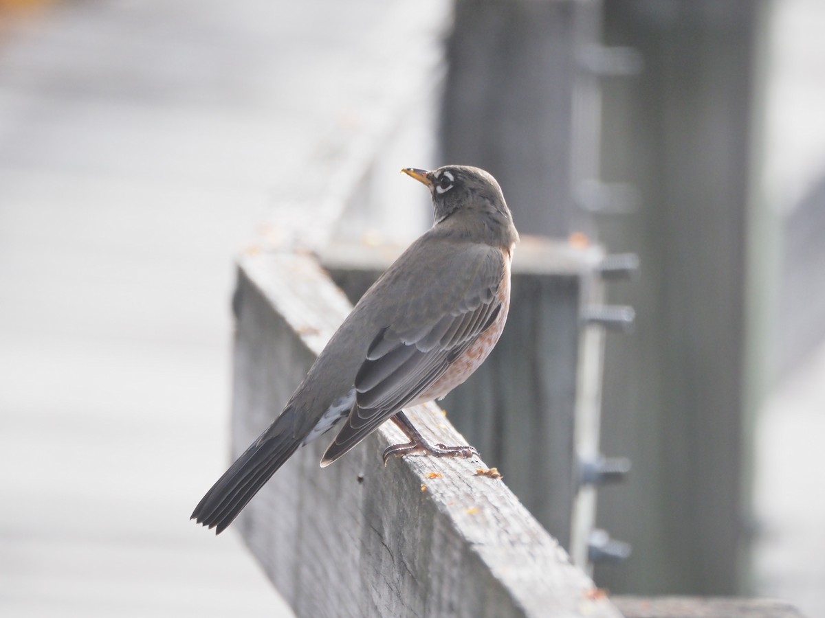 drozd stěhovavý - ML644807941