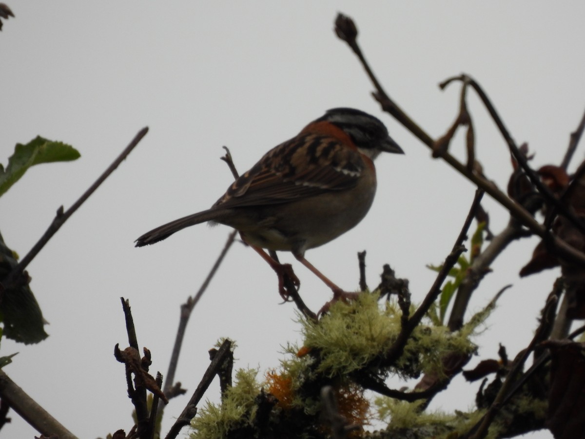 Morgenammer - ML644807945