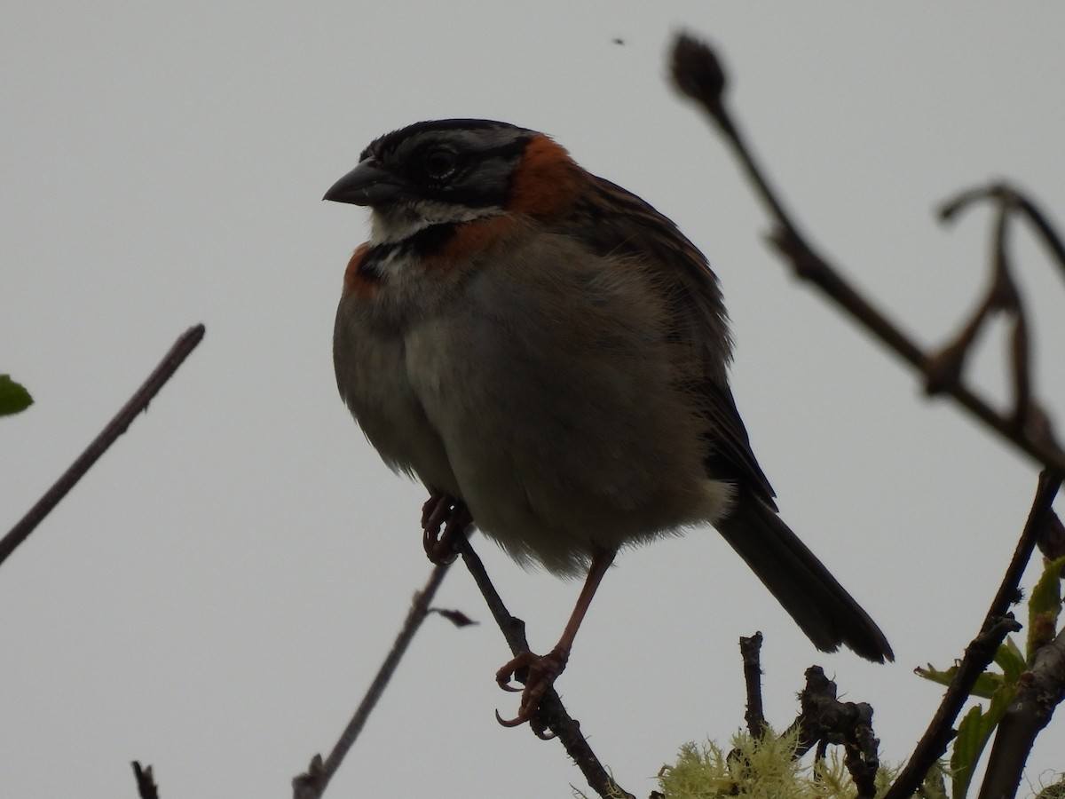 Morgenammer - ML644807946