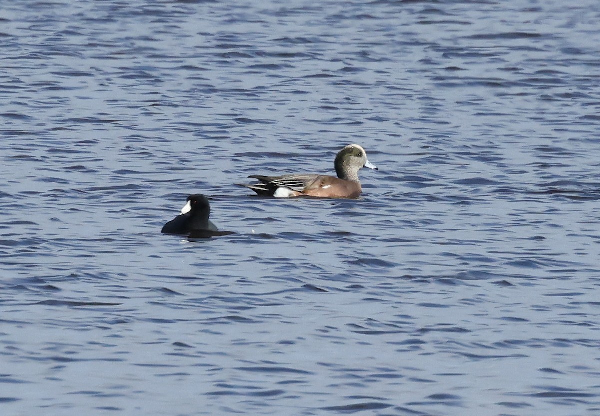 American Wigeon - ML644807958