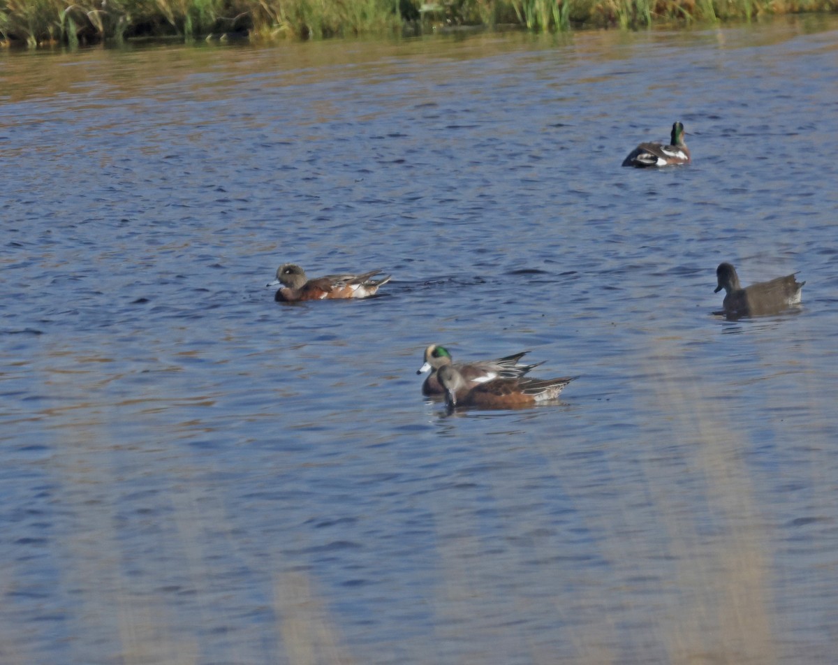 American Wigeon - ML644807968