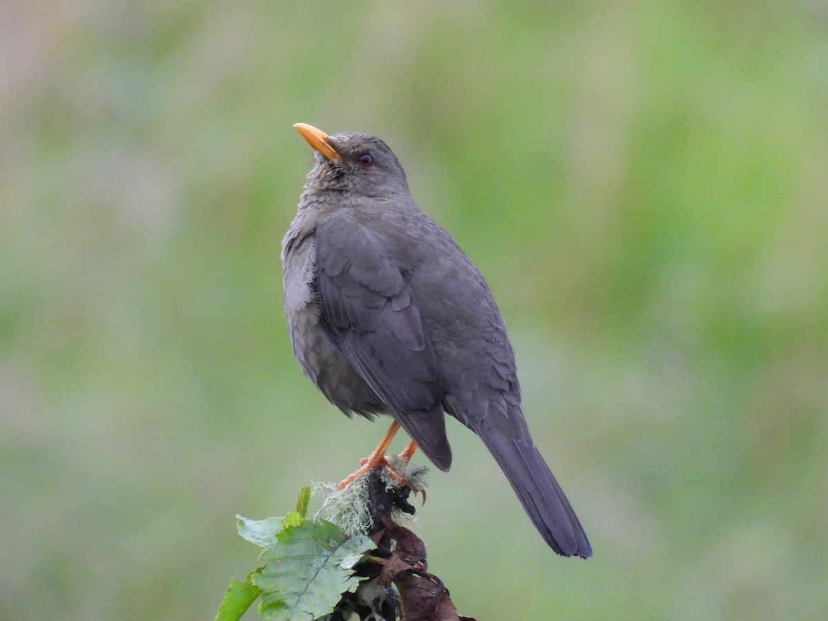 Great Thrush - ML644807969