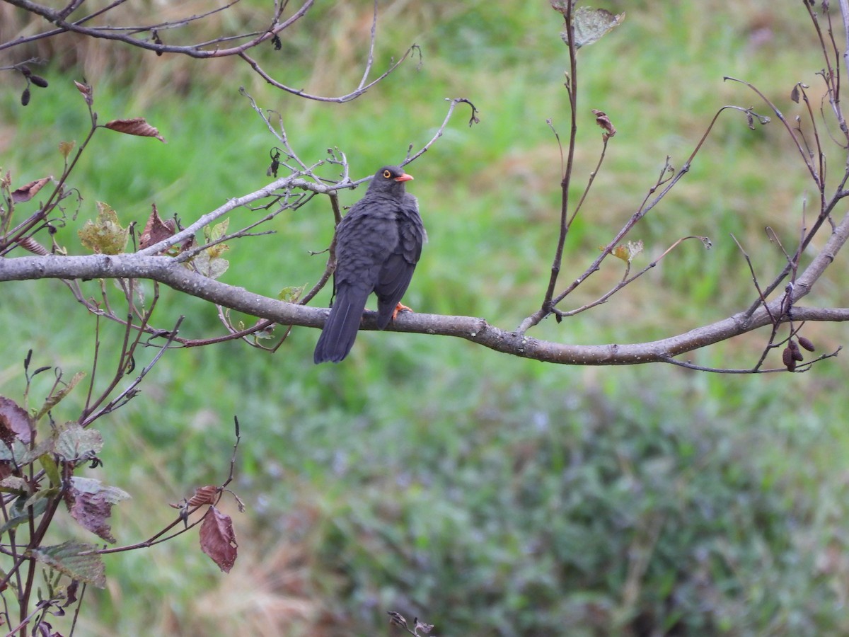 Great Thrush - ML644807970