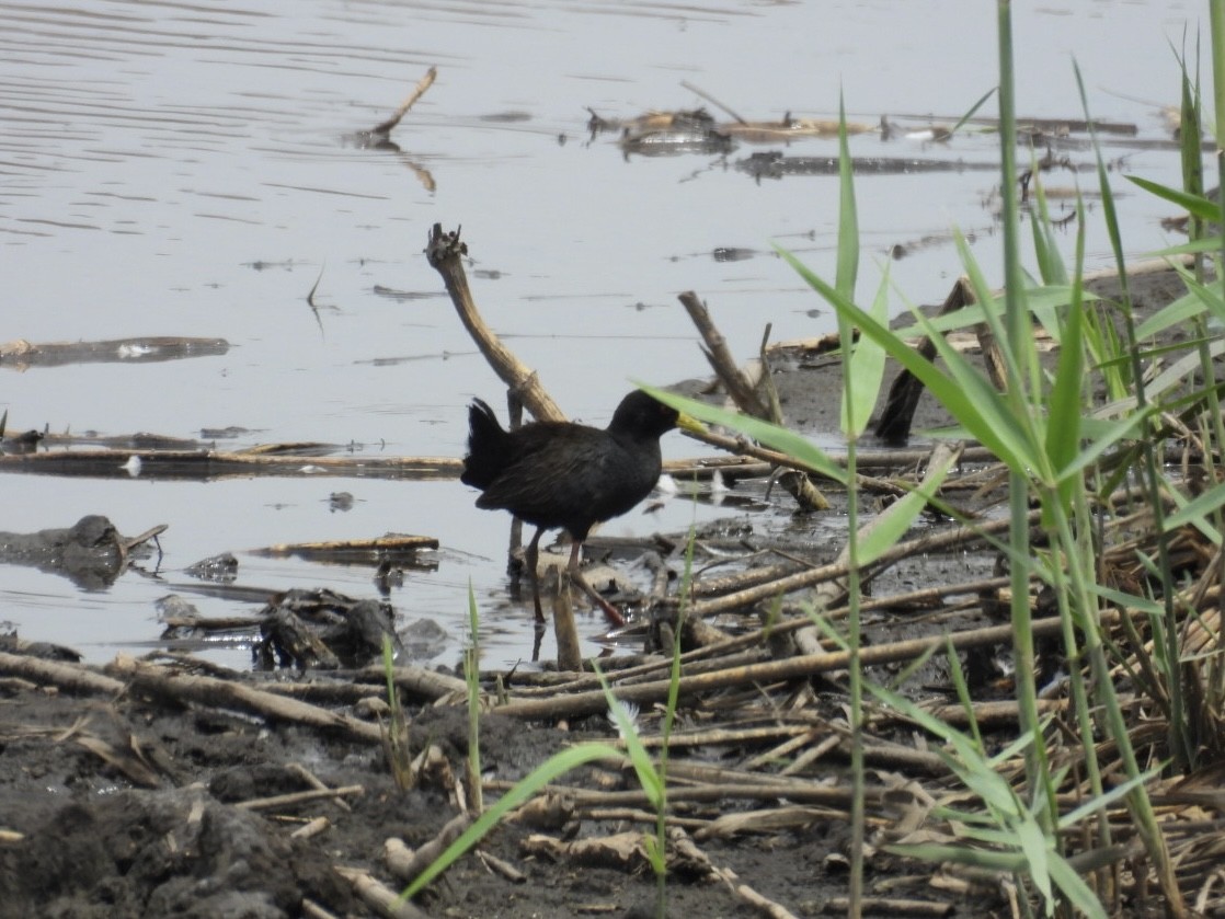 svartrikse - ML644807971