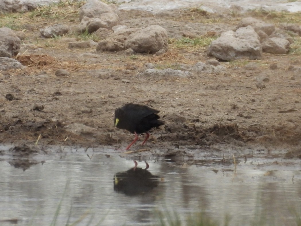 svartrikse - ML644807972