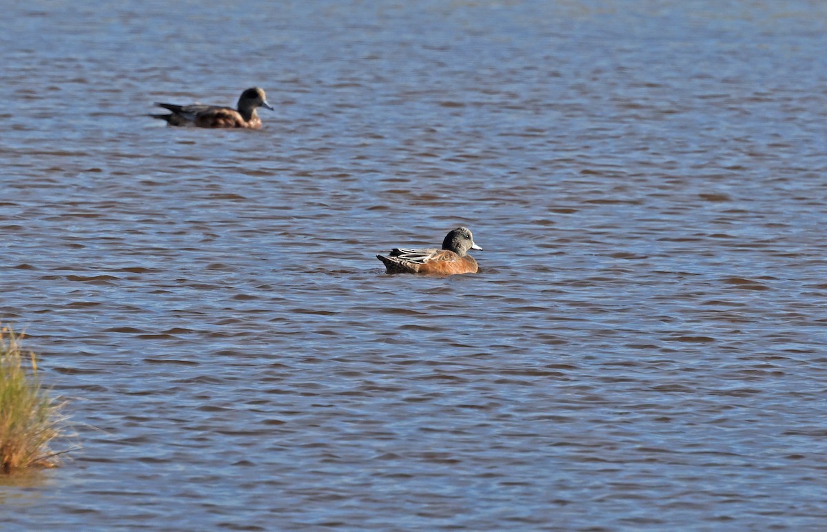 American Wigeon - ML644807985