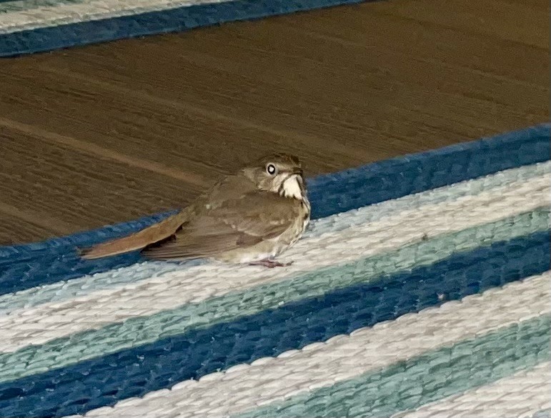 Einsiedler-Musendrossel - ML644807992