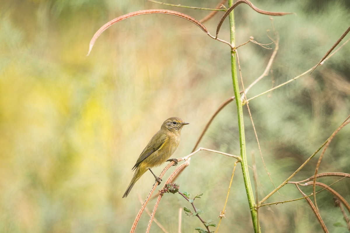 budníček menší [skupina collybita] - ML644808003