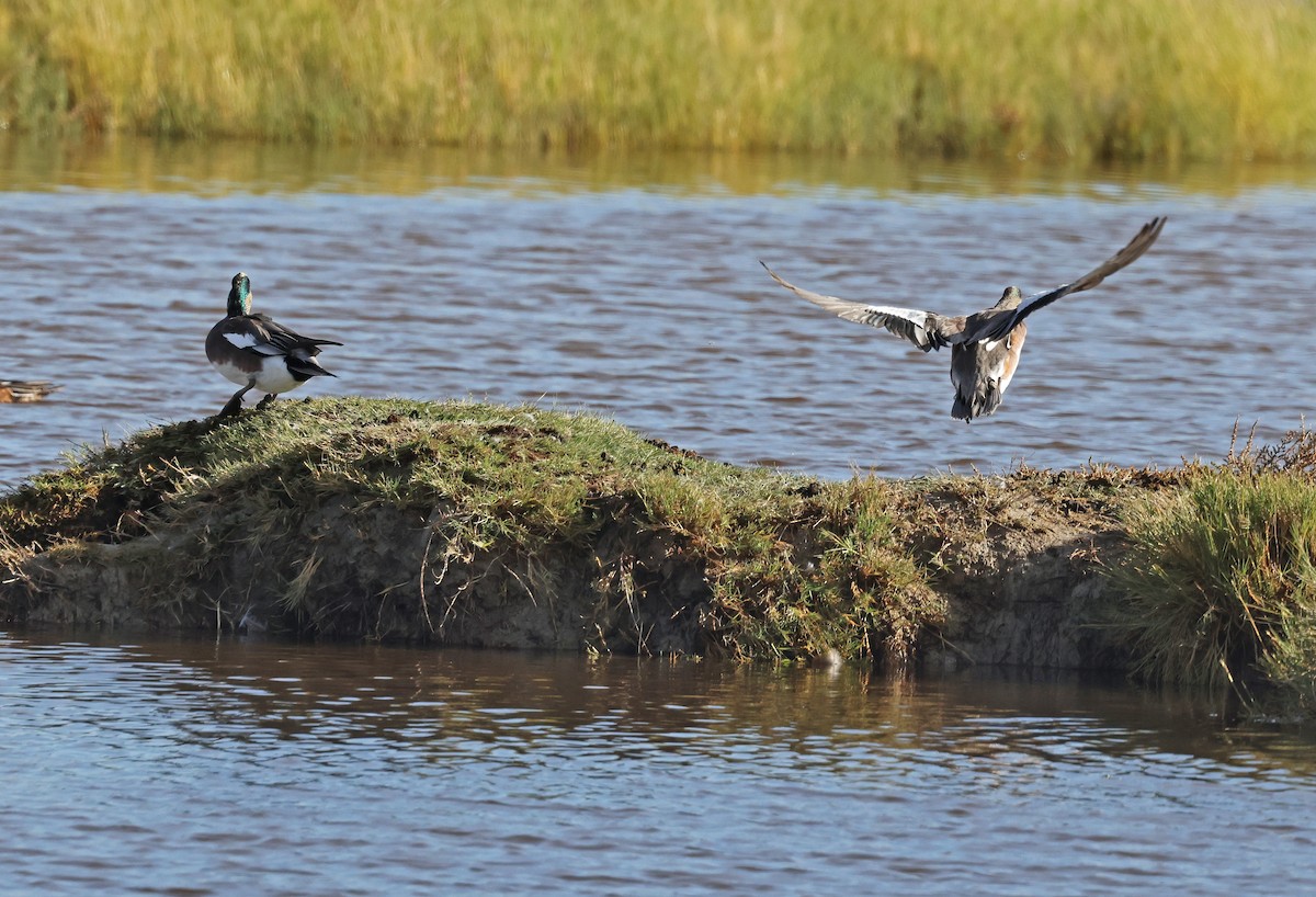 American Wigeon - ML644808004