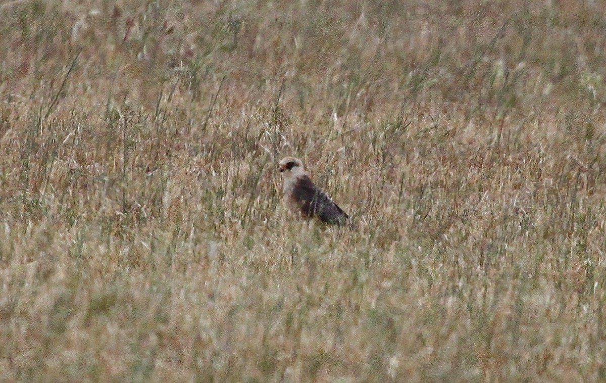 Red-footed Falcon - ML644808005