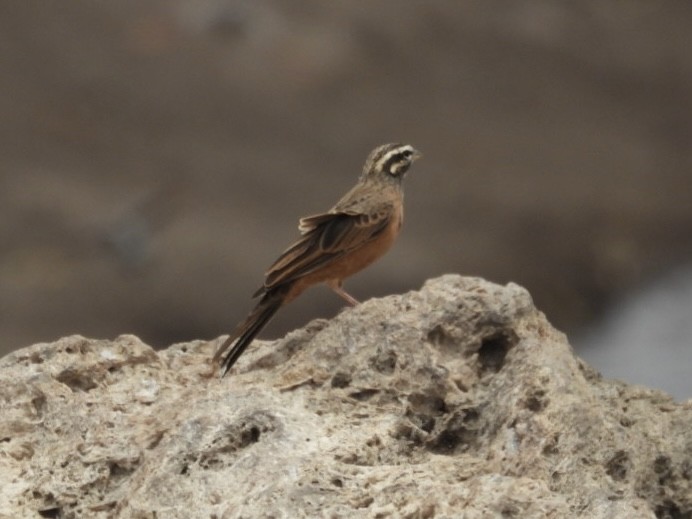 Cinnamon-breasted Bunting - ML644808006
