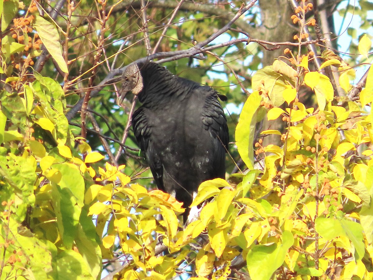 Чёрная катарта - ML644808013