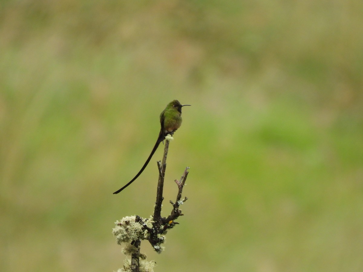 Black-tailed Trainbearer - ML644808015