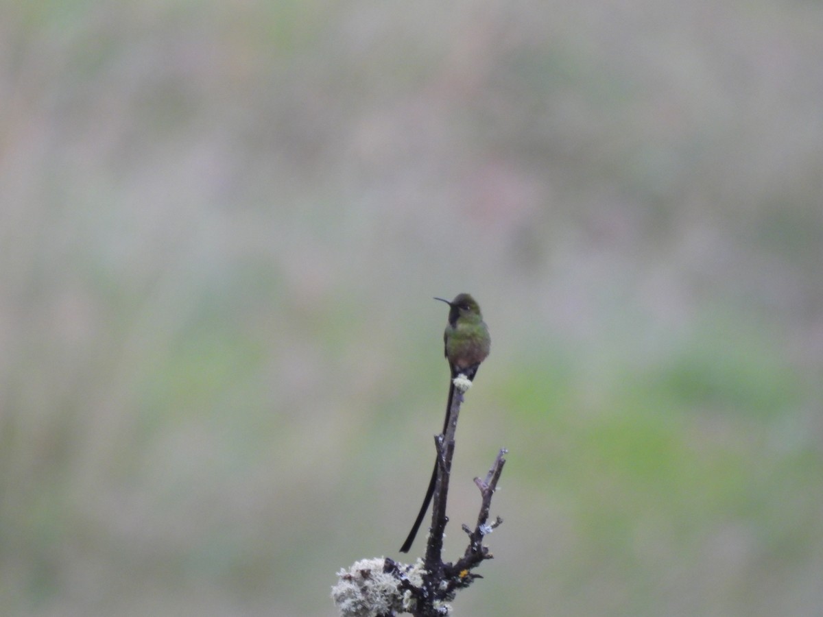 Black-tailed Trainbearer - ML644808016
