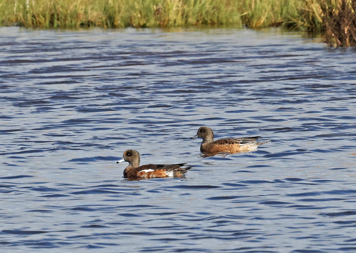 American Wigeon - ML644808022