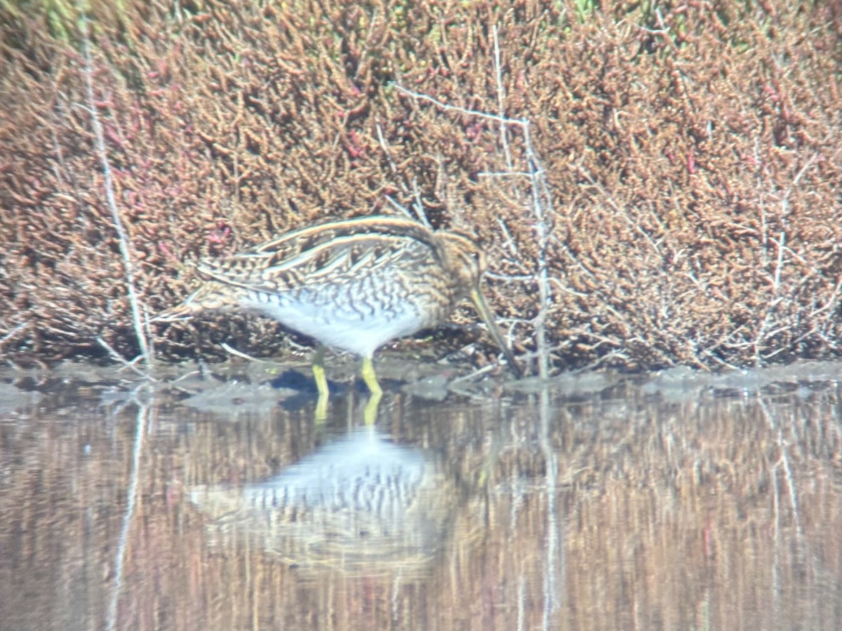 Common Snipe - ML644808035
