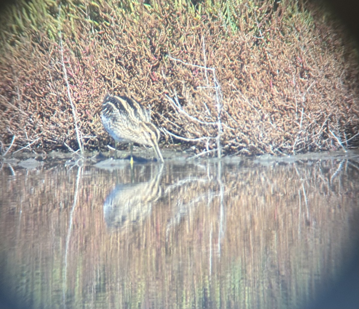 Common Snipe - ML644808036