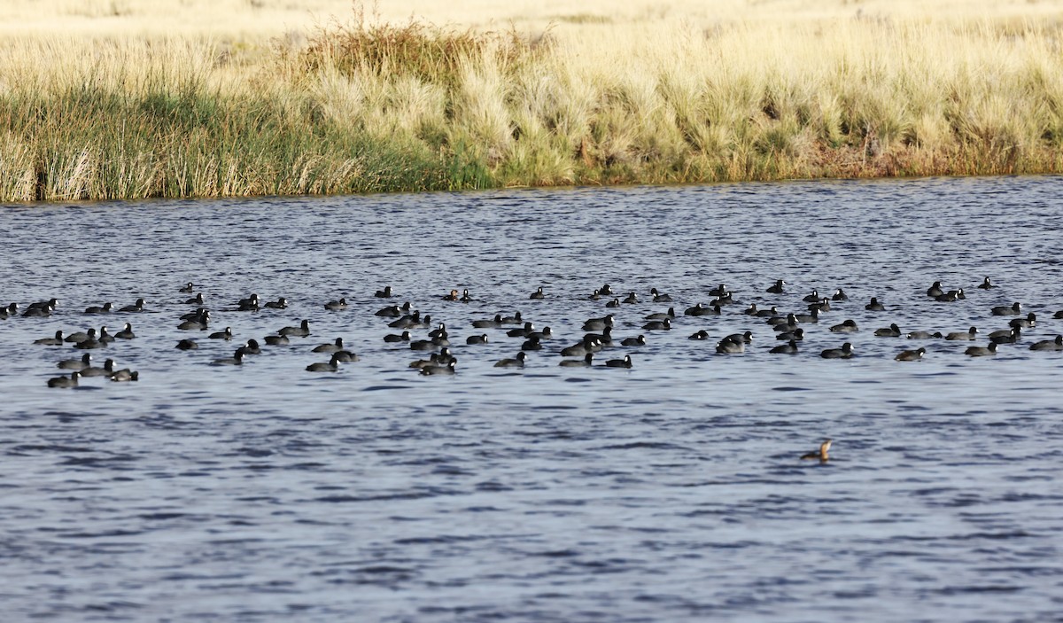 American Coot - ML644808041