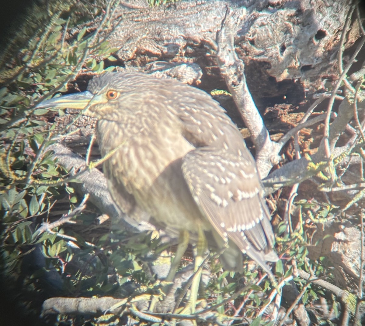 Black-crowned Night Heron - ML644808049