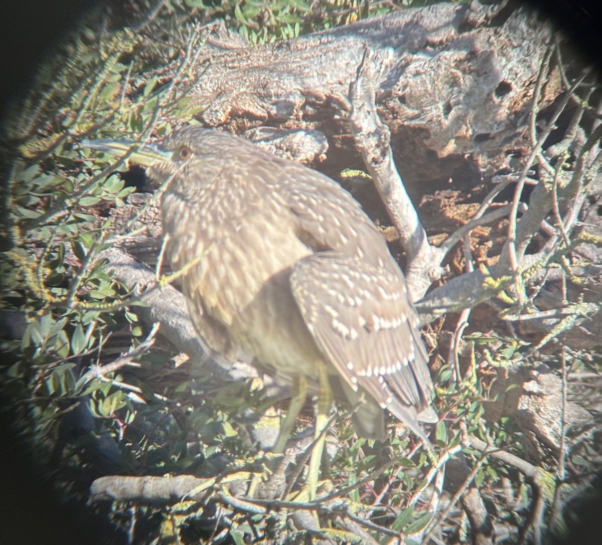 Black-crowned Night Heron - ML644808050