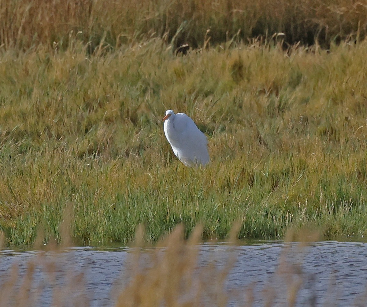 Great Egret - ML644808054