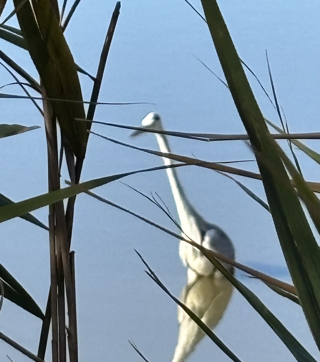 Little Egret - ML644808055