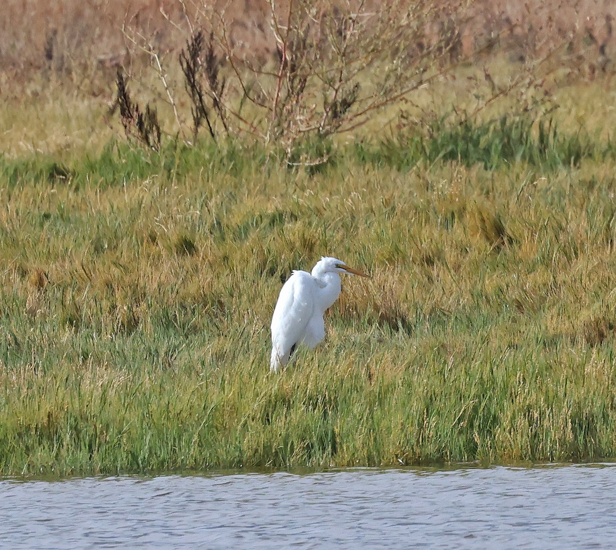 Great Egret - ML644808056