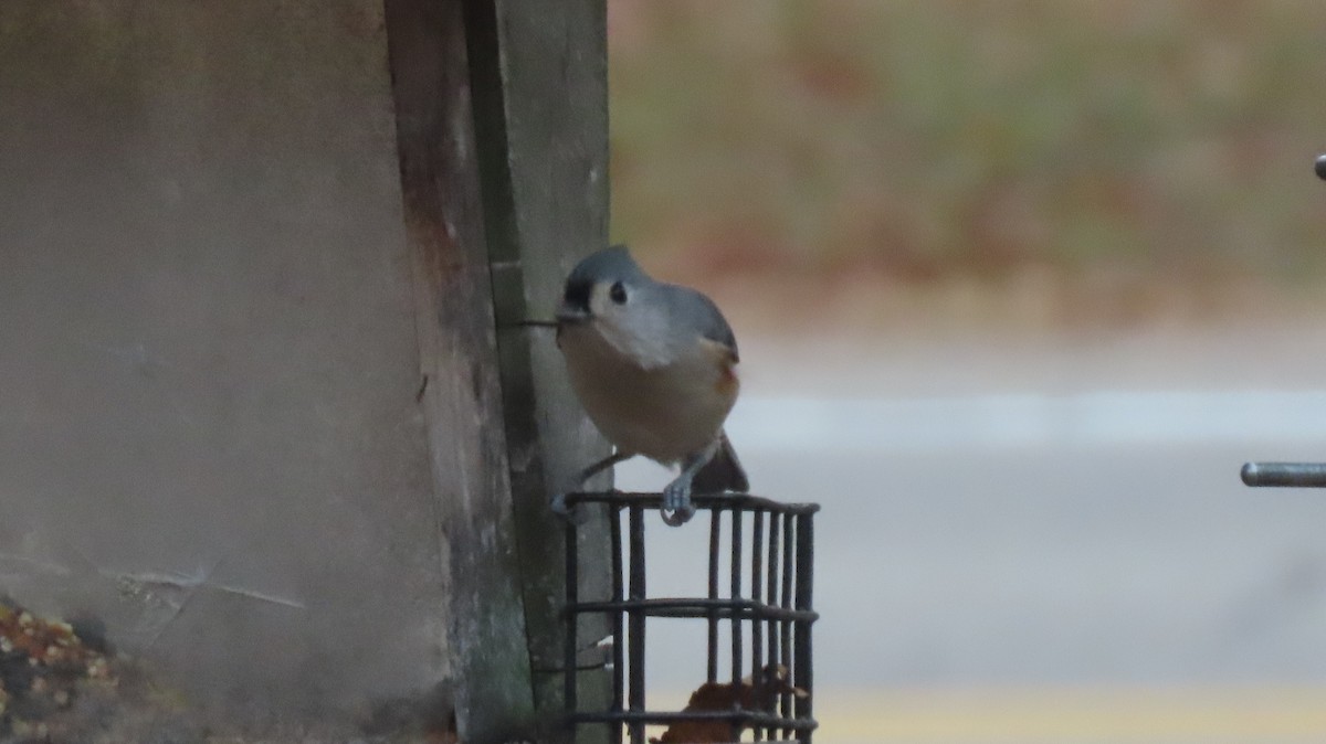 Mésange bicolore - ML644808066