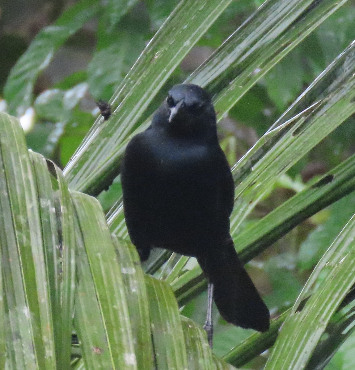 Melodious Blackbird - ML644808067