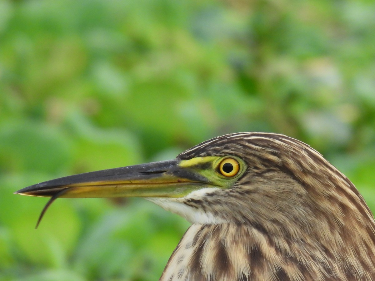 Индийская прудовая цапля - ML644808071