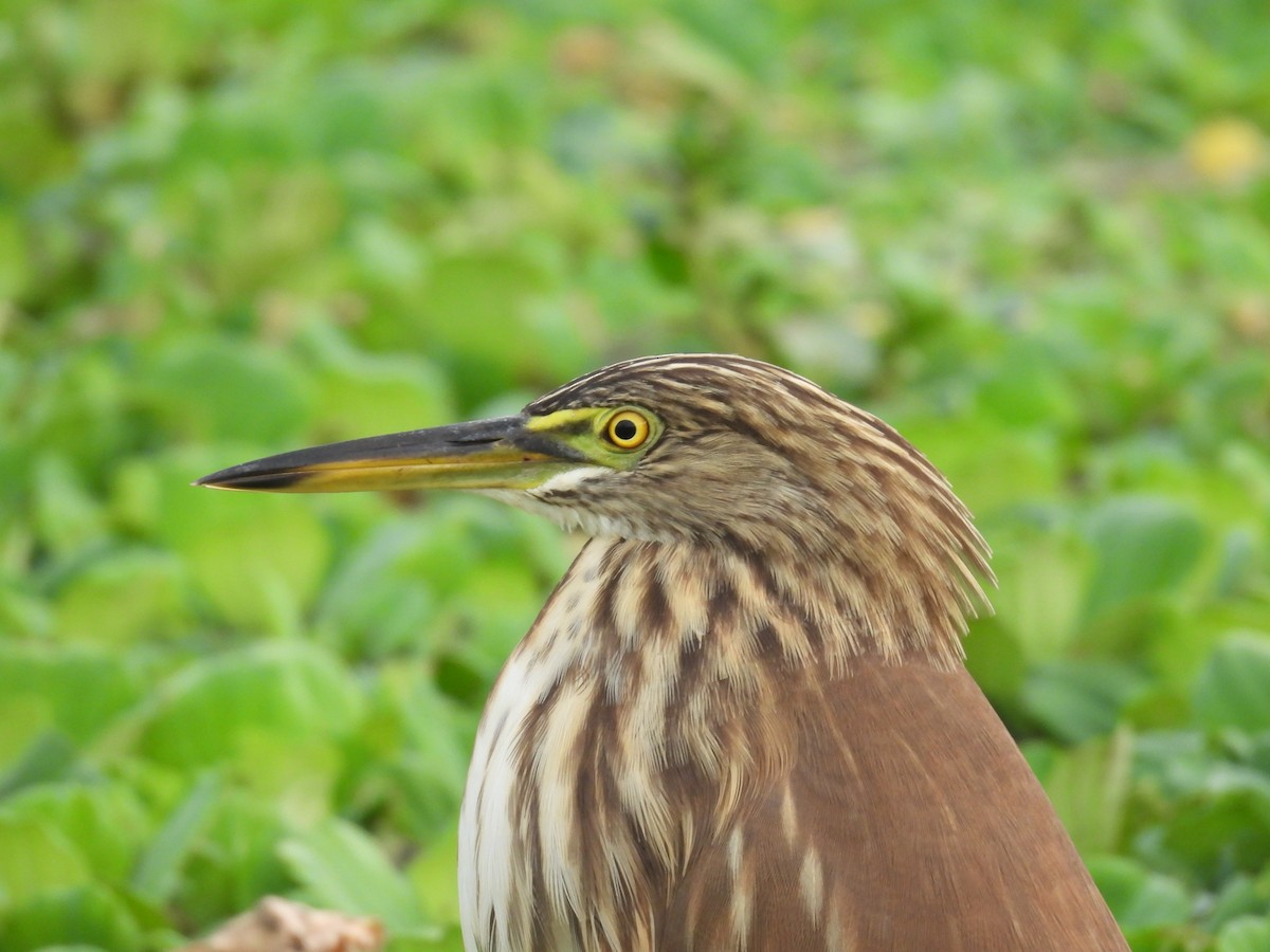 Индийская прудовая цапля - ML644808072