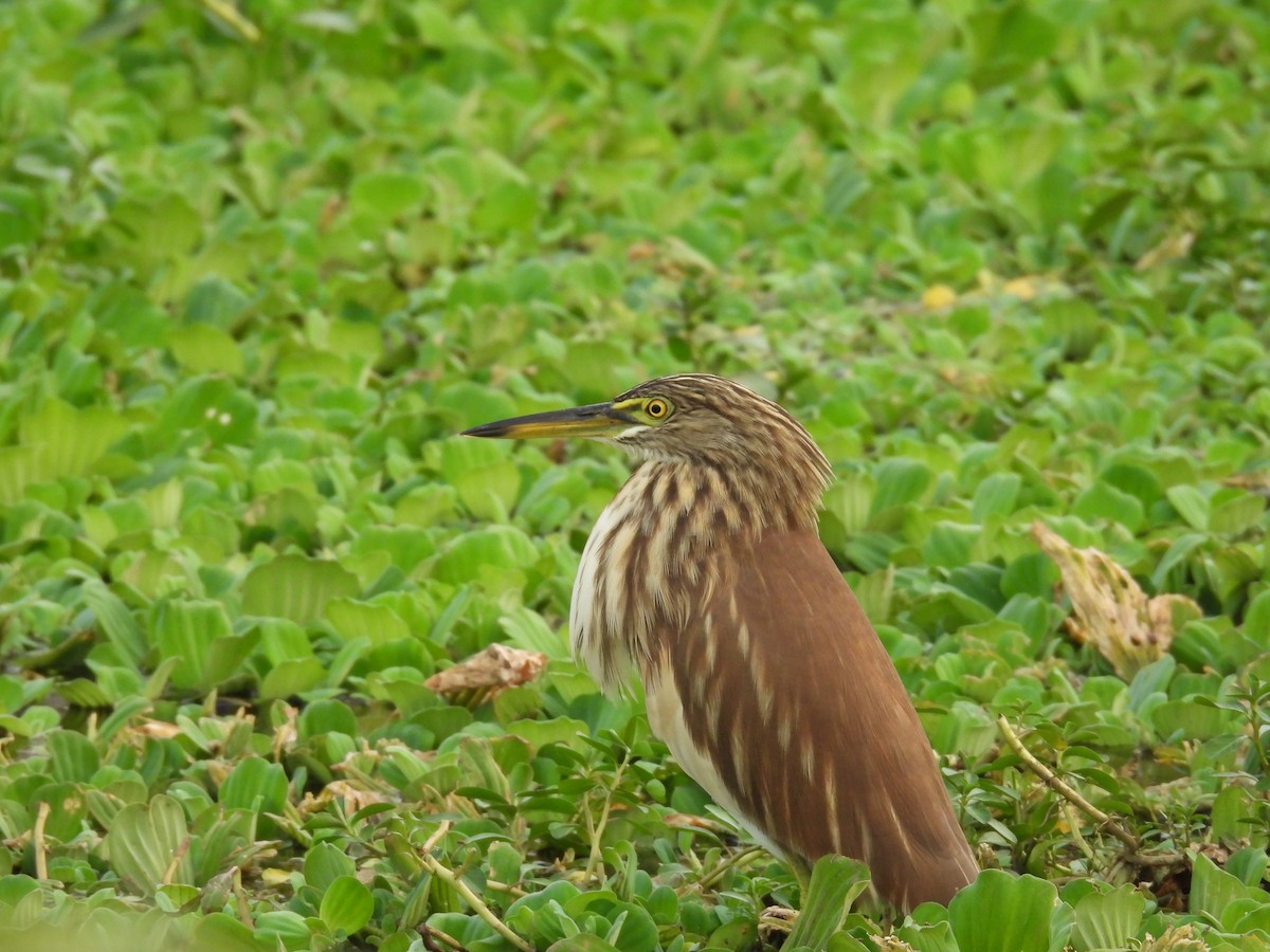 Индийская прудовая цапля - ML644808073