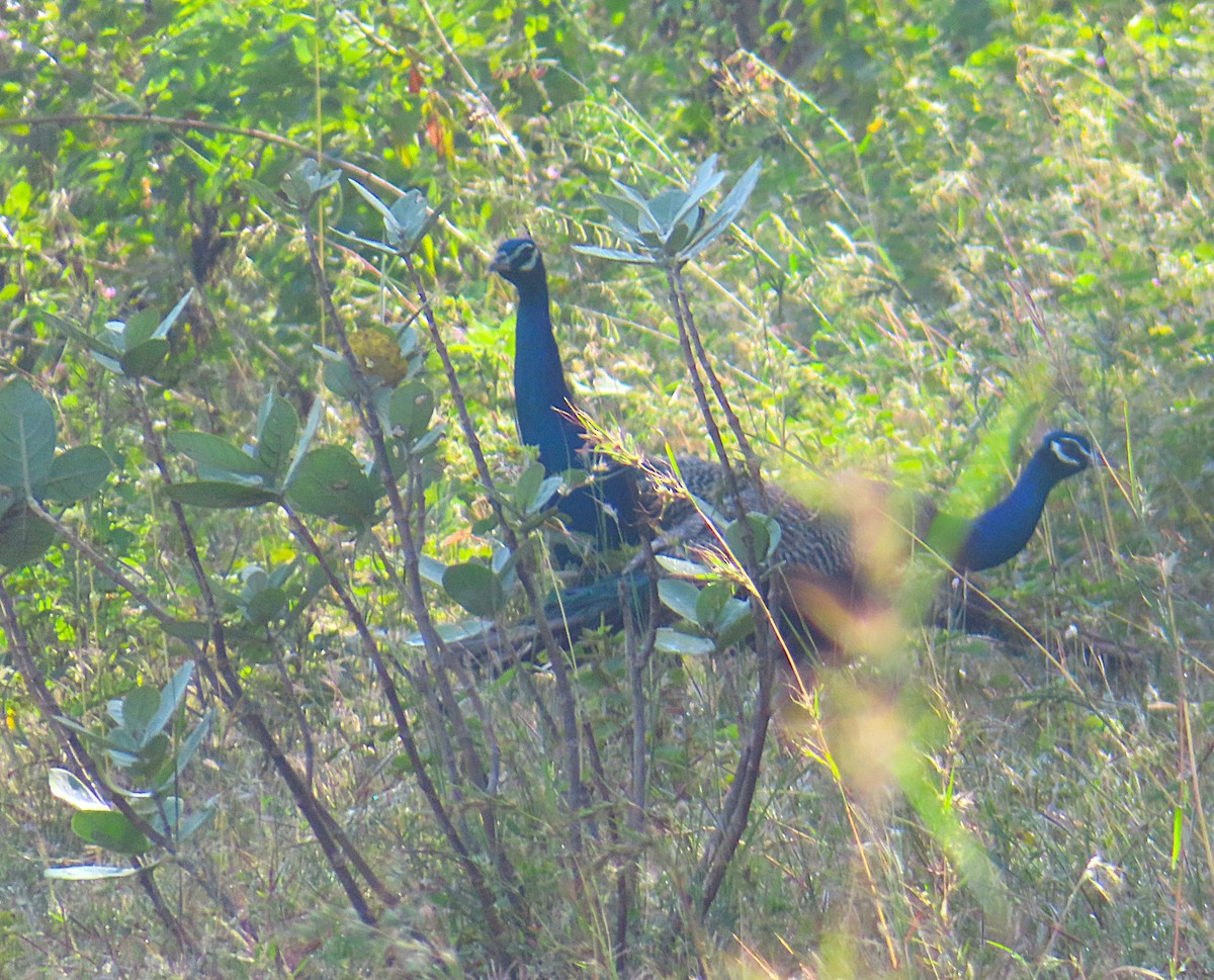 Indian Peafowl - ML644808088