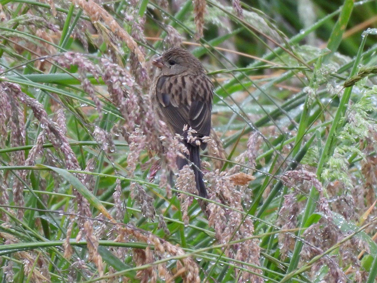Paramo Seedeater - ML644808102