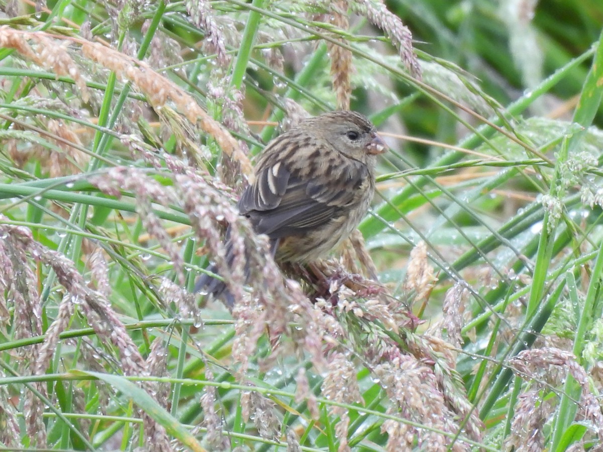 Paramo Seedeater - ML644808103