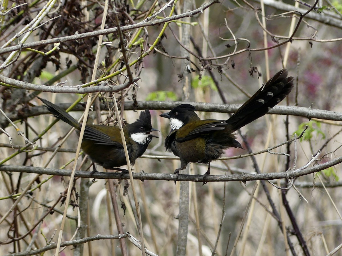 Eastern Whipbird - ML644808108