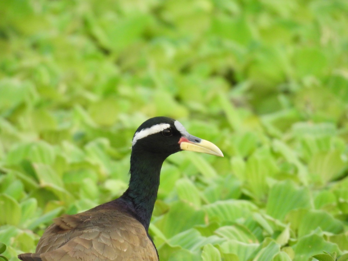 Bronze-winged Jacana - ML644808112