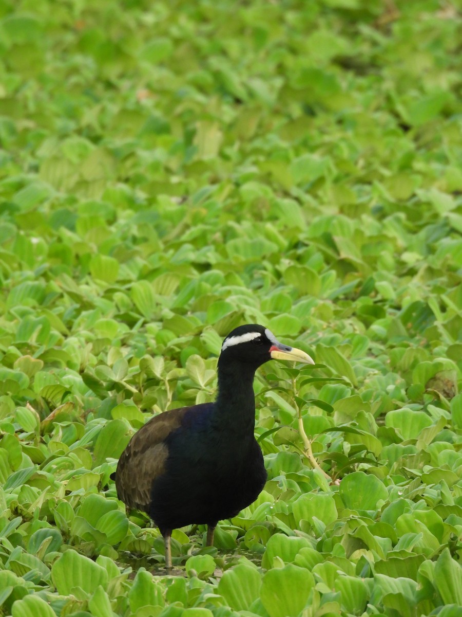 Bronze-winged Jacana - ML644808113