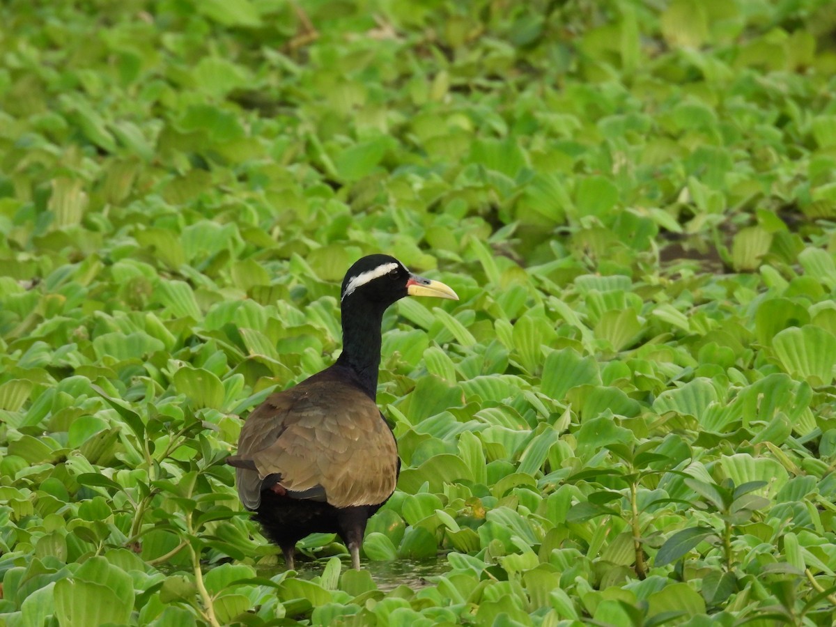 Bronze-winged Jacana - ML644808114
