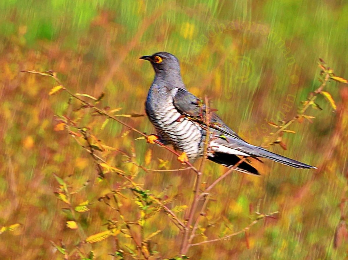 大杜鵑 - ML644808118