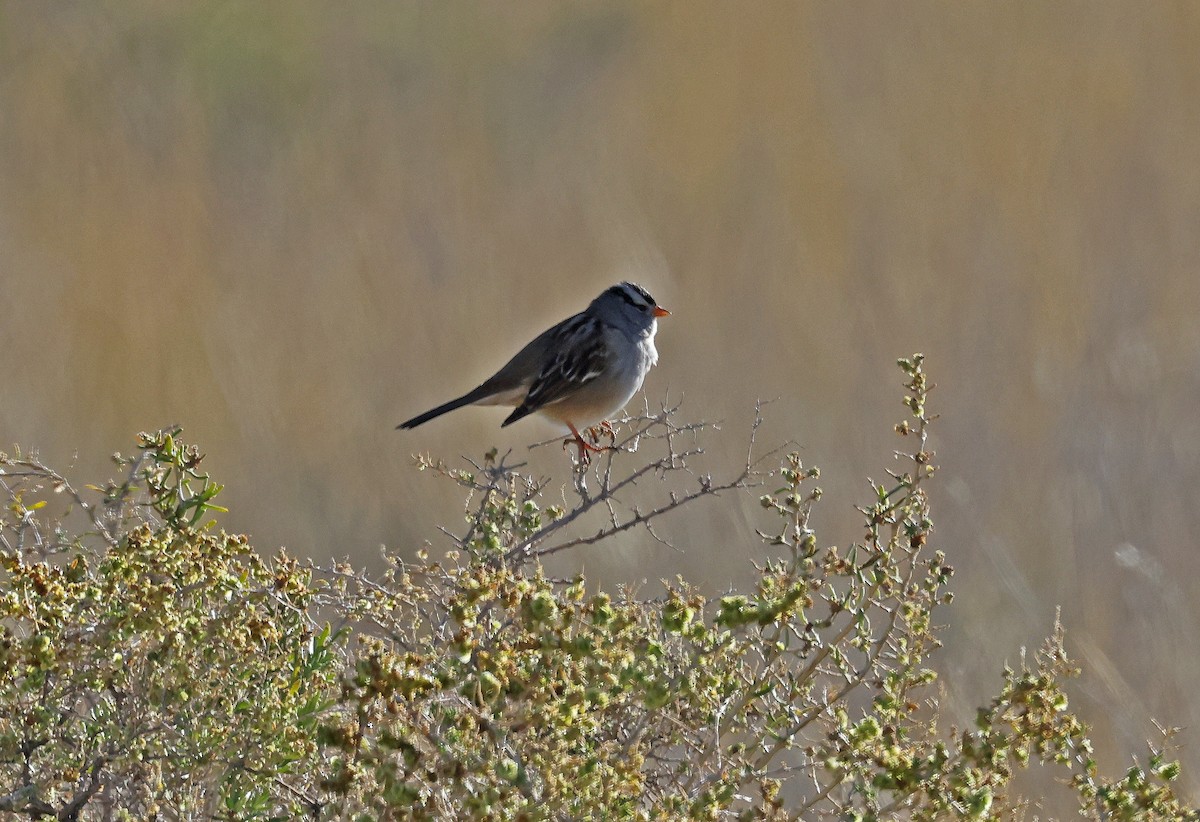 White-crowned Sparrow - ML644808121