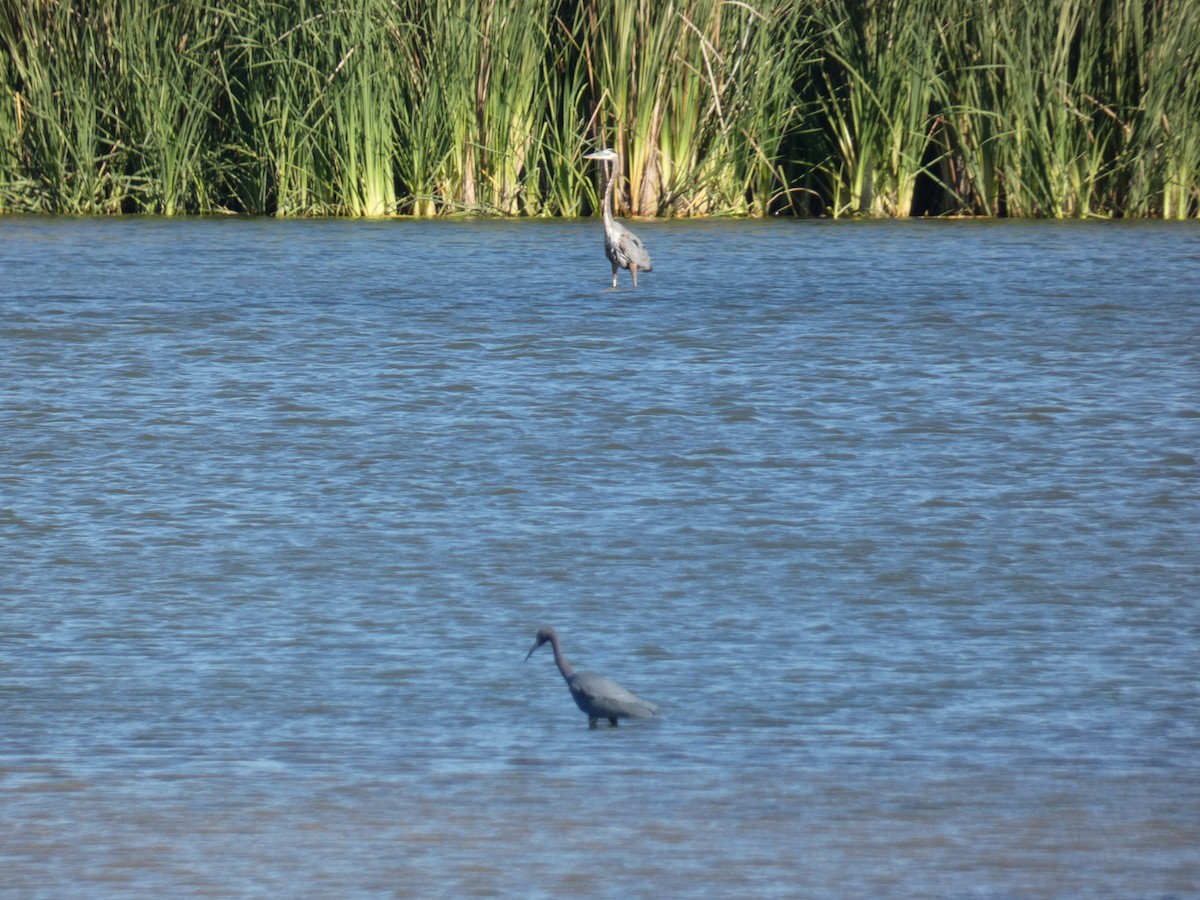 Animals - ML644808151