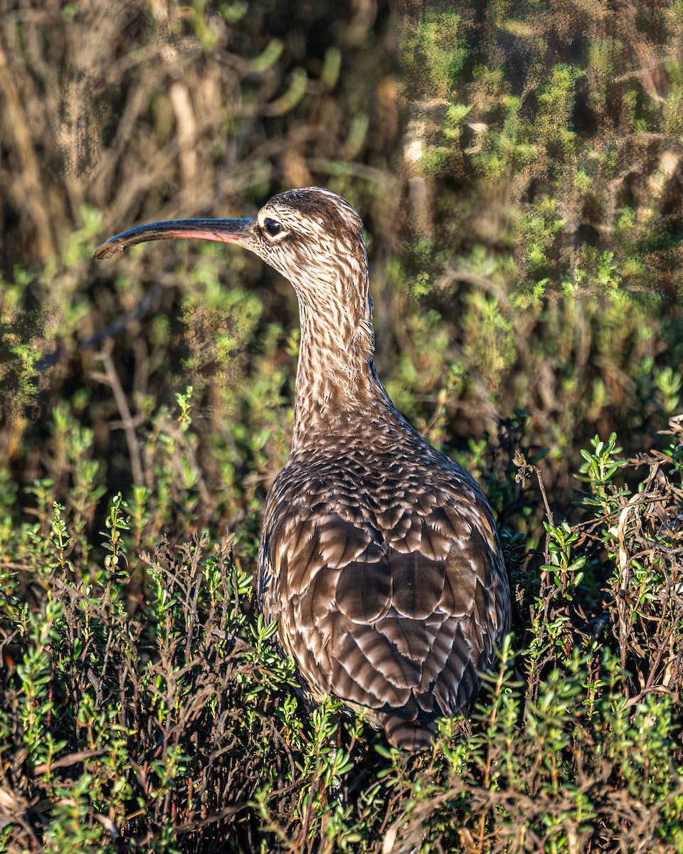 Hudsonian Whimbrel - ML644808152