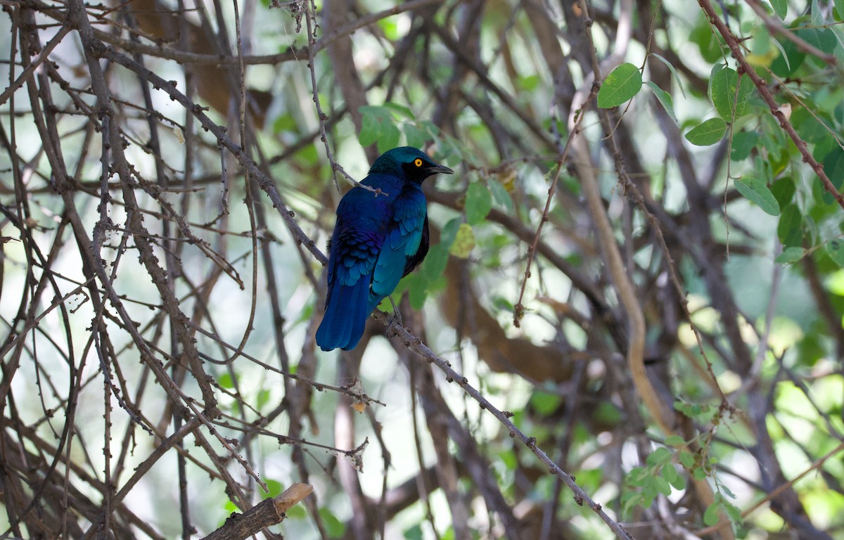 Büyük Mavikulak Sığırcık - ML644808155